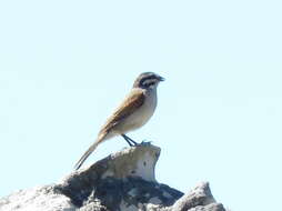 Image of Emberiza capensis capensis Linnaeus 1766