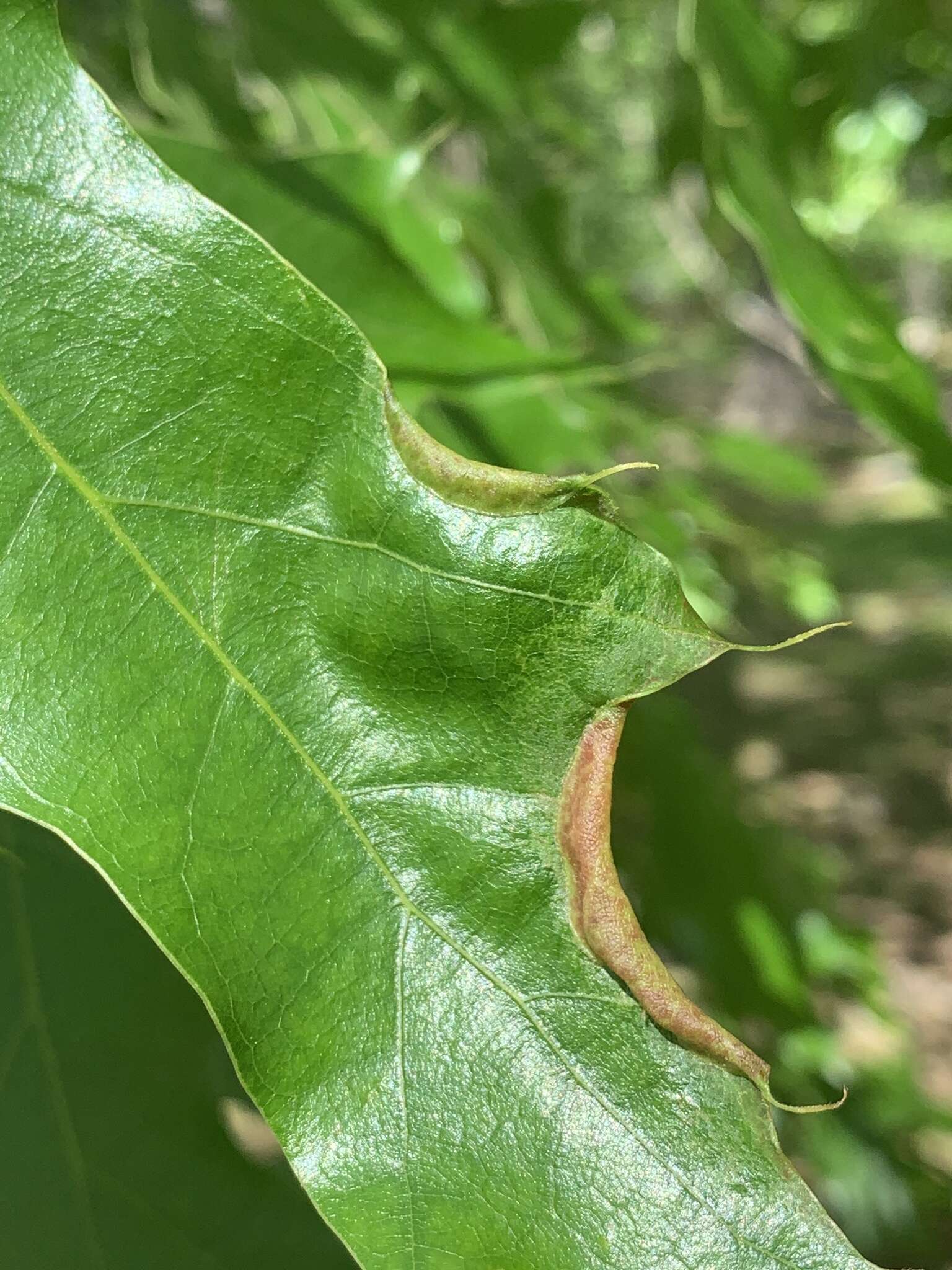 Macrodiplosis erubescens (Osten Sacken 1862)的圖片