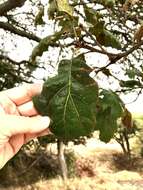 Image of hybrid oak