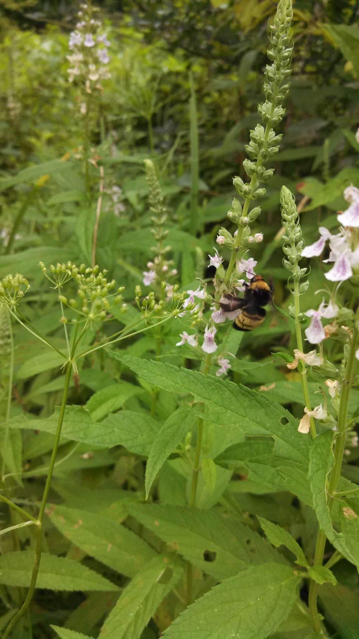 Image of American Bumblebee