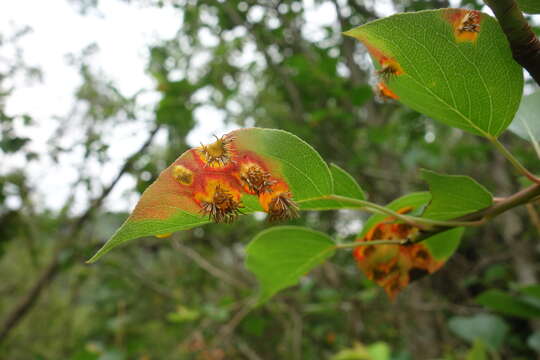 Plancia ëd Pyrus pyrifolia (Burm. fil.) Nakai