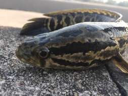 Image of Blotched snakehead