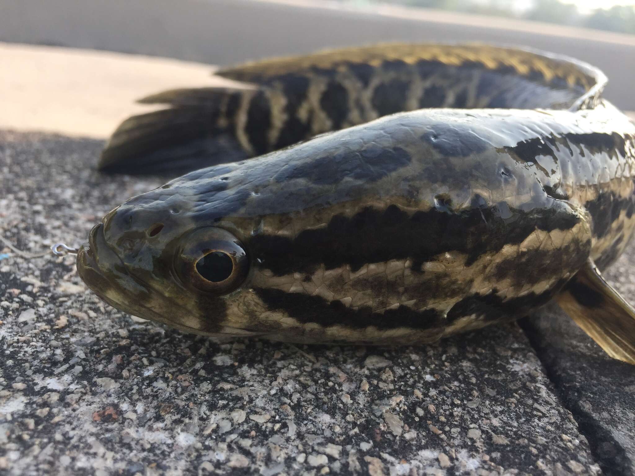 Image of Blotched snakehead