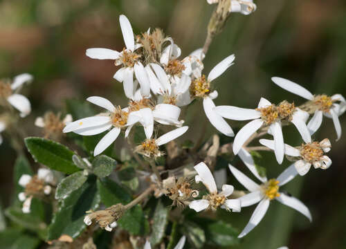 Image of Moth Daisy-bush