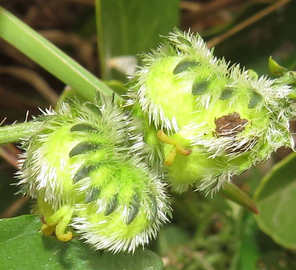 صورة Tragia meyeriana Müll. Arg.