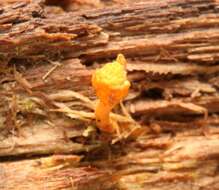 Image of Ophiocordyceps variabilis (Petch) G. H. Sung, J. M. Sung, Hywel-Jones & Spatafora 2007