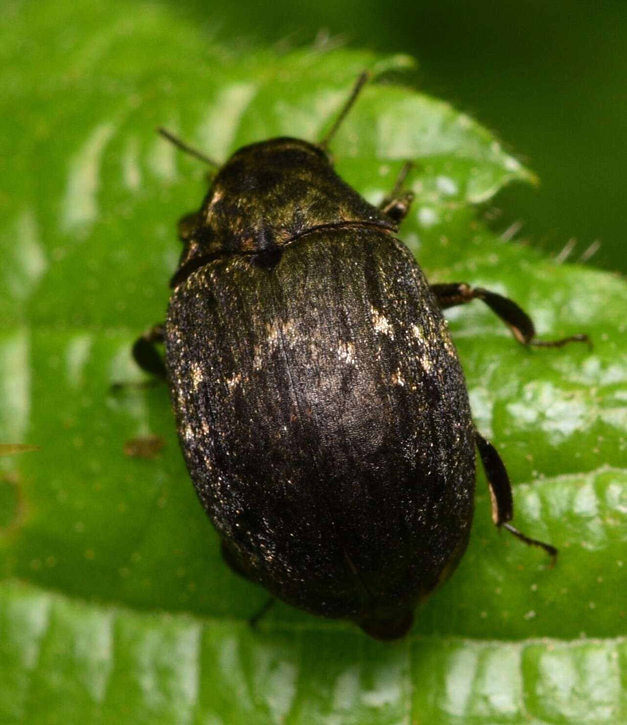 Image of Byrrhus fasciatus Forster 1771