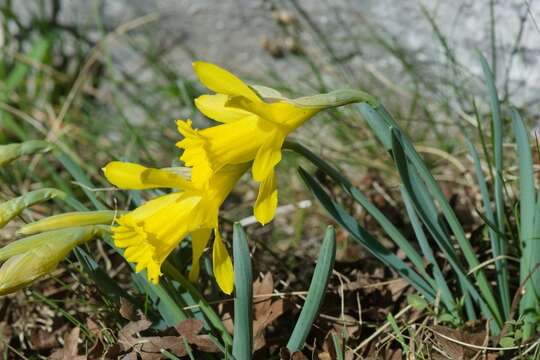 Image of Narcissus minor L.