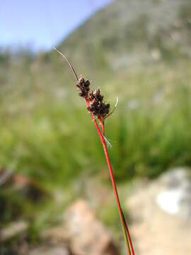 Imagem de Luzula sudetica (Willd.) Schult.