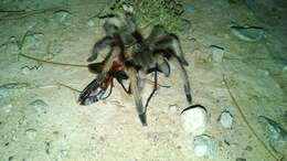 Image of Aphonopelma gabeli Smith 1995