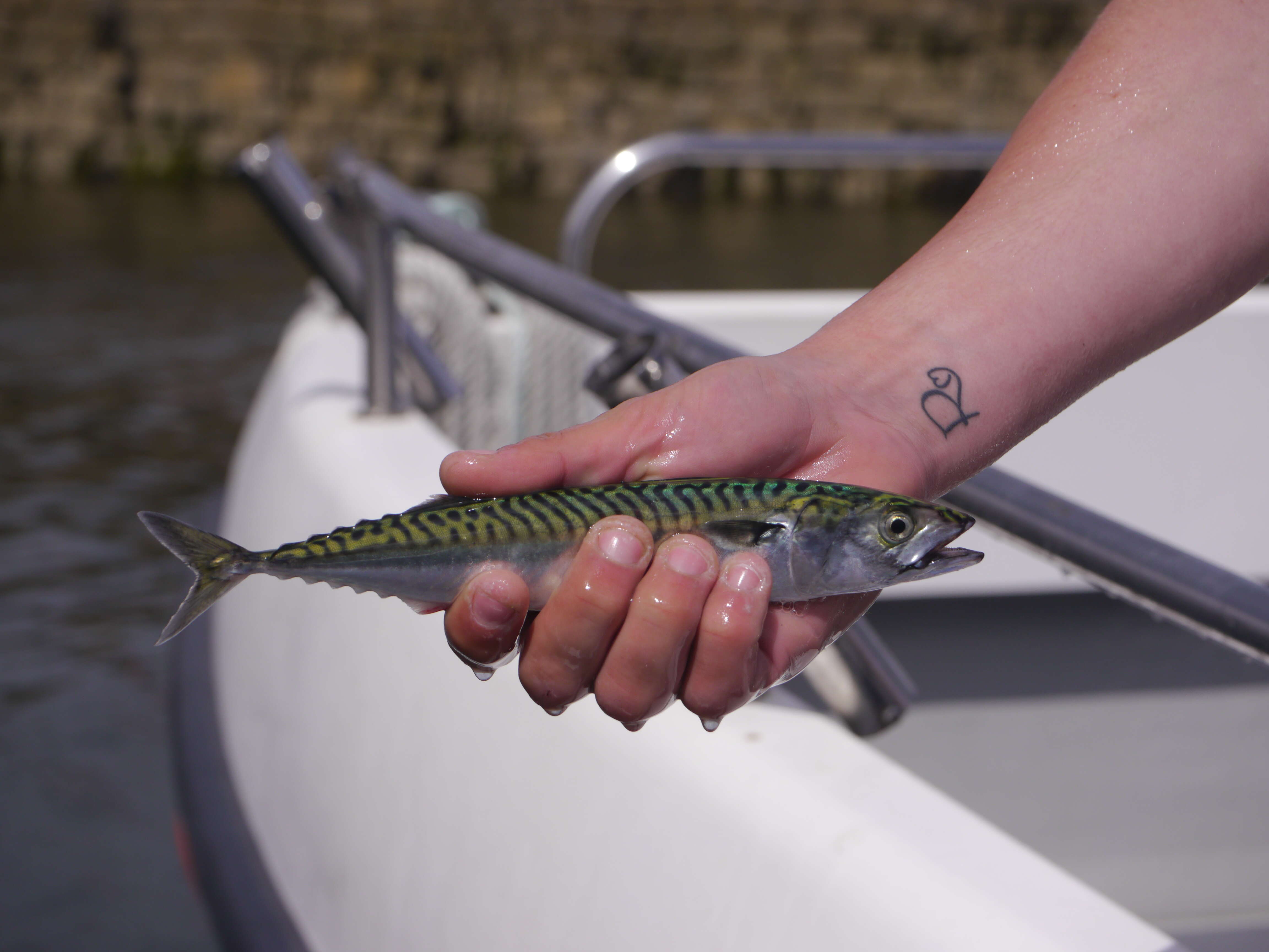 Image of Atlantic Mackerel