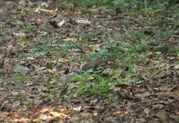 Image of Slaty-breasted Tinamou