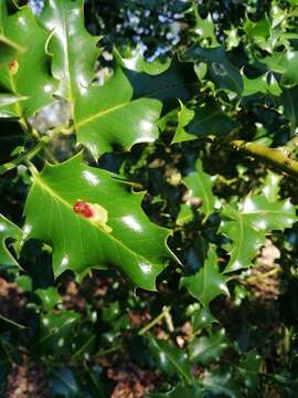 Image of European Holly Leafminer