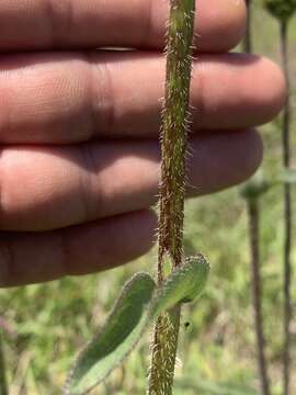 Image of slender rosinweed