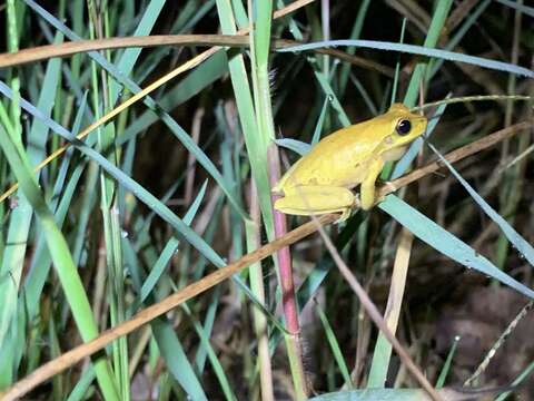 Sivun Litoria revelata Ingram, Corben & Hosmer 1982 kuva