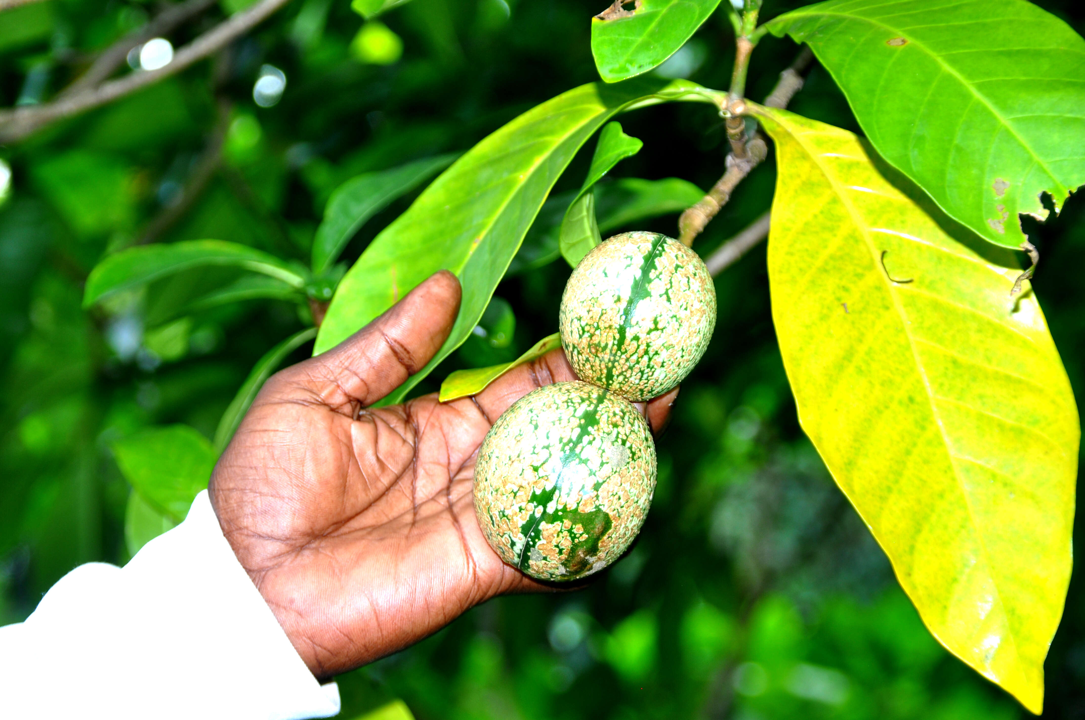 Image of Small-fruited voacanga