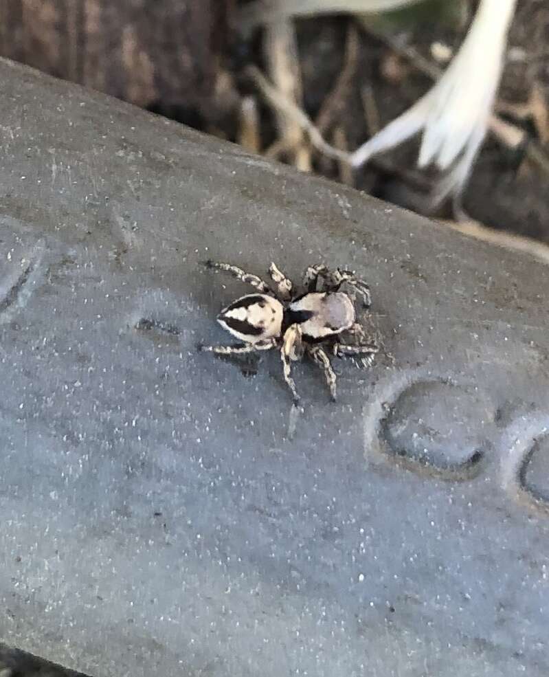 Image of Habronattus californicus (Banks 1904)