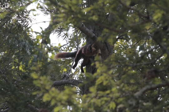 Image of Indian Giant Squirrel