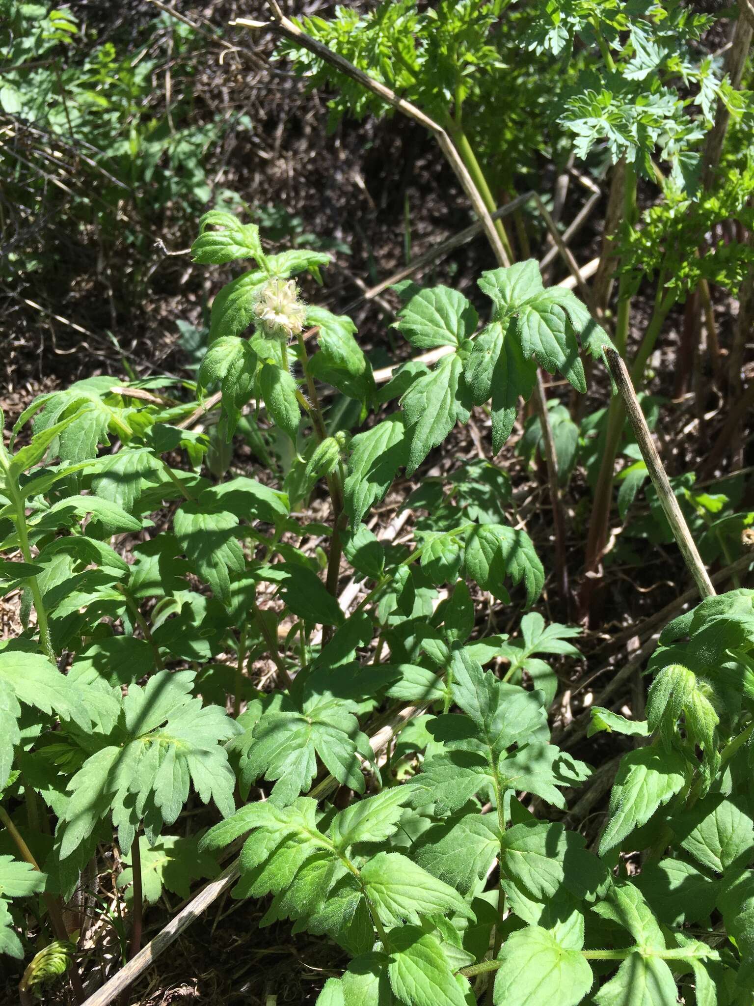 Image of Fendler's Waterleaf