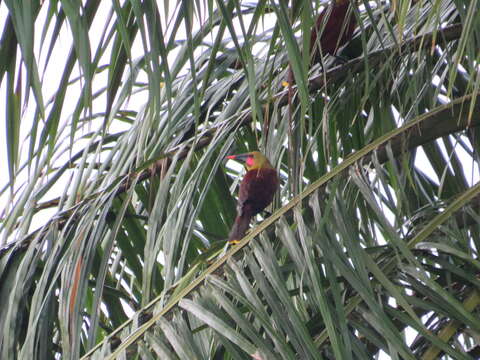 Image of Amazonian Oropendola