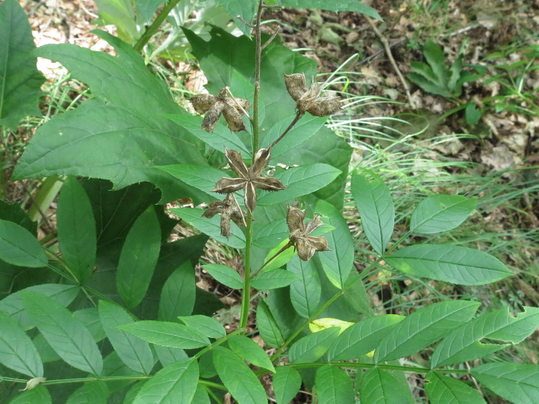 Imagem de Dictamnus dasycarpus Turcz.