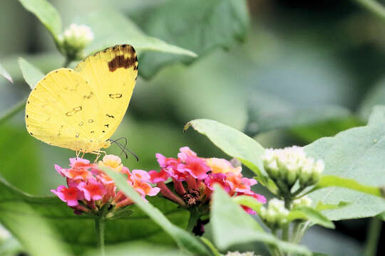 Image of Eurema blanda (Boisduval 1836)