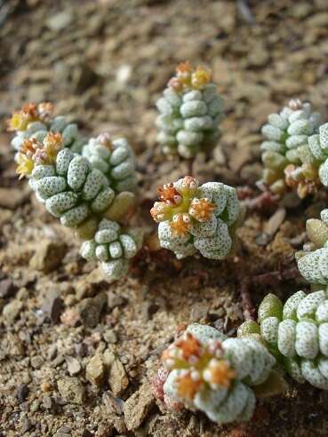 Image of Crassula corallina subsp. corallina