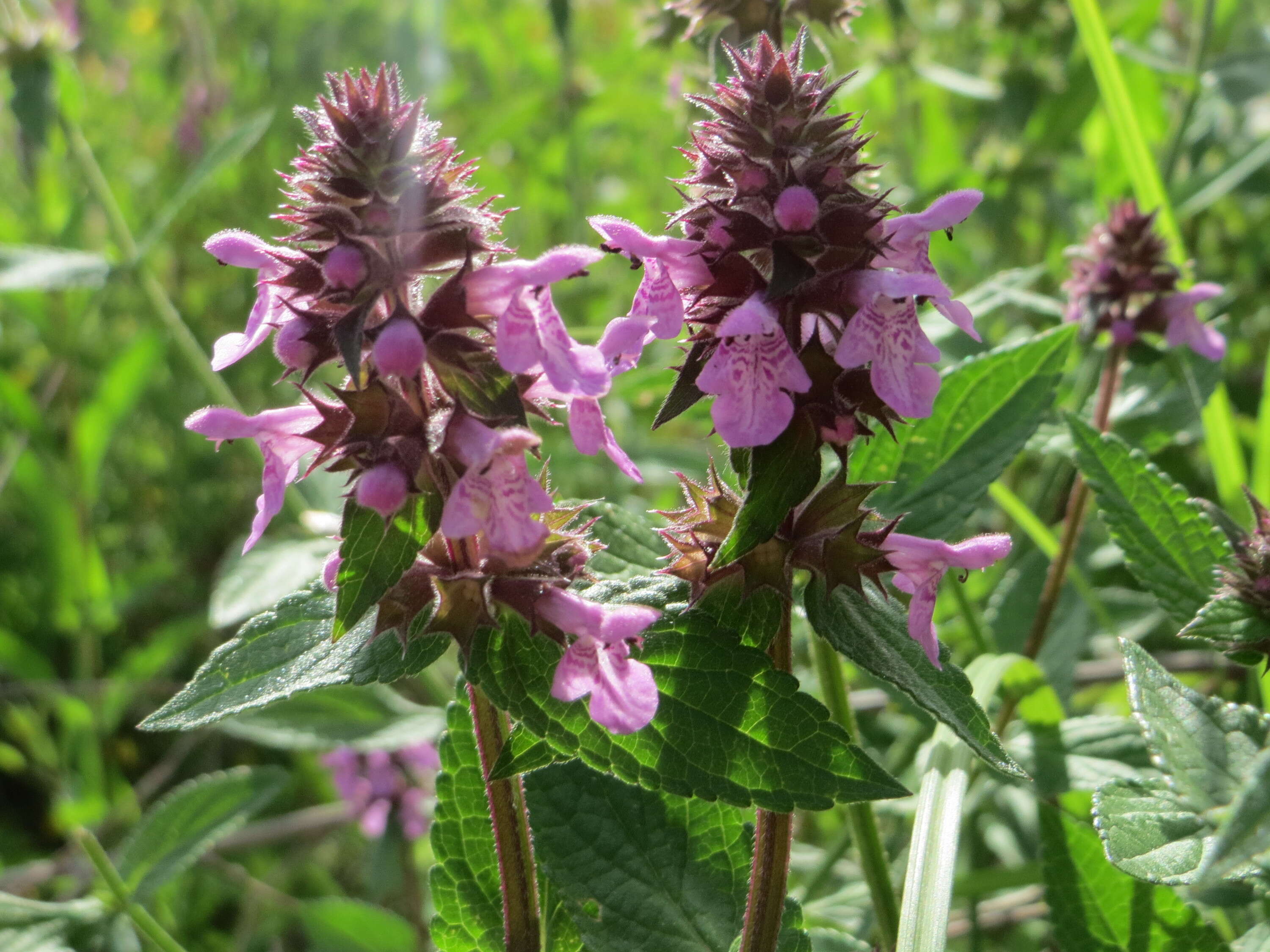 Image of Hedge-nettle