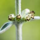 صورة Sideritis cretica subsp. spicata (Pit.) Negrín & P. Pérez