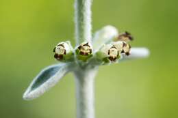 Imagem de Sideritis cretica subsp. spicata (Pit.) Negrín & P. Pérez