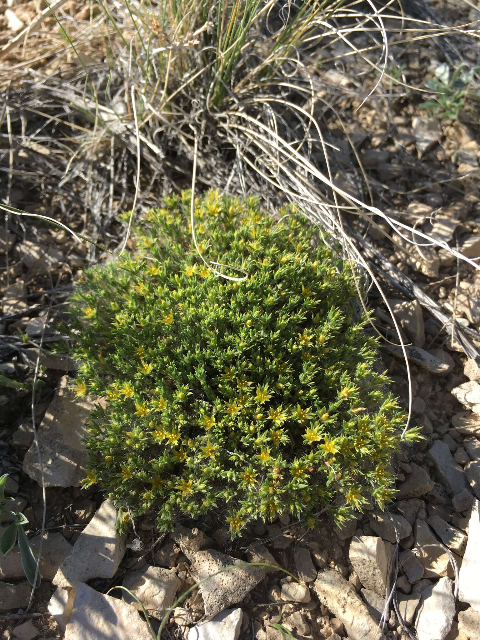 Слика од Paronychia sessiliflora Nutt.