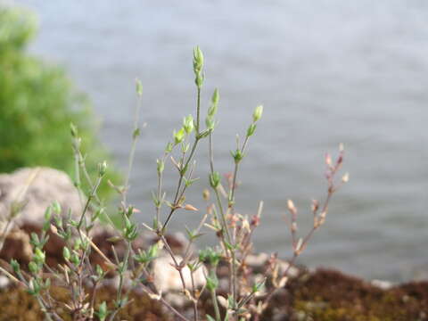 Image of Thyme-leaved Sandwort