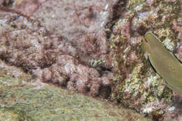 Image of Terry&#39;s dwarfgoby