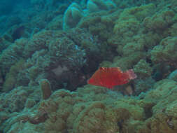 Image of Snooty wrasse