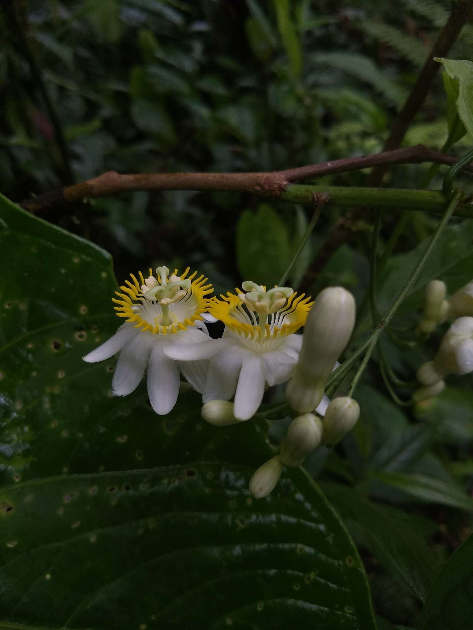 Image de Passiflora arborea Spreng.