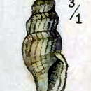 Image of Kurtziella accinctus (Montagu 1808)