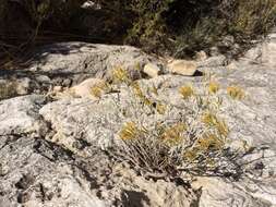 Image of Ericameria nauseosa var. texensis (L. C. Anderson) G. L. Nesom & G. I. Baird