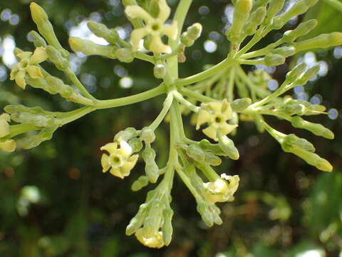 Image of Alstonia boonei De Wild.