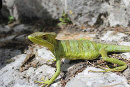 Image of Serrated casquehead iguana