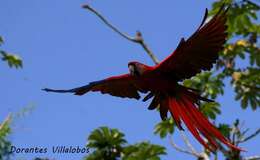 Image of Scarlet macaw