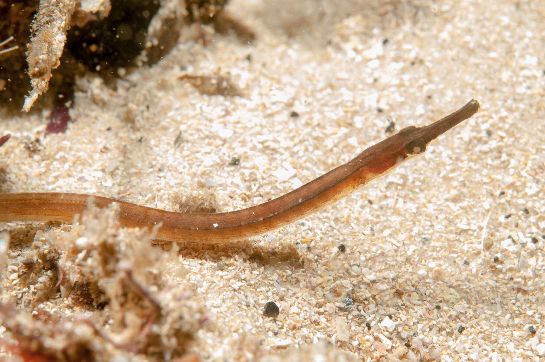 Image of Mother-of-pearl pipefish