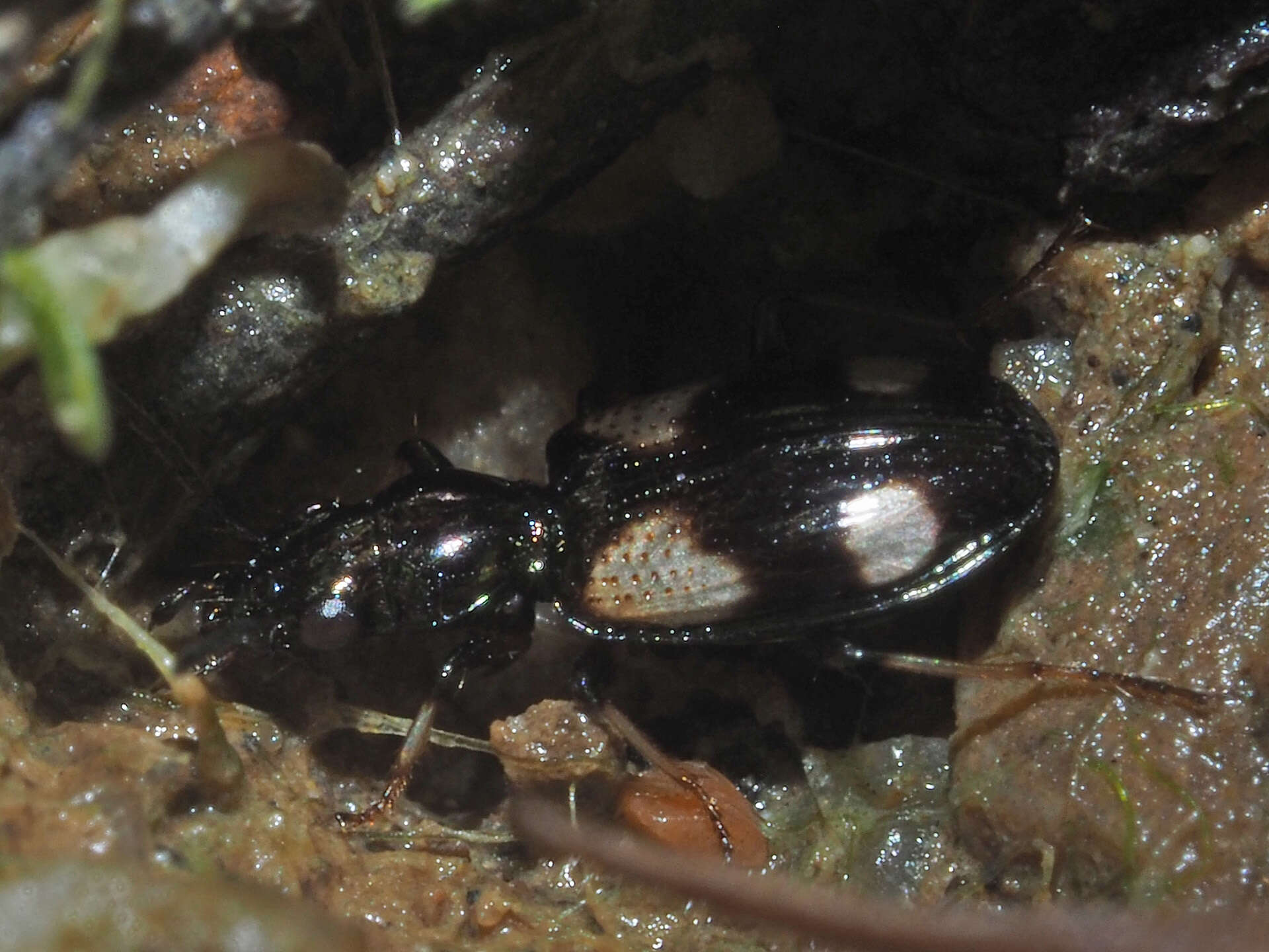 Bembidion (Nepha) genei Küster 1847的圖片