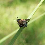 Imagem de Callirhinus metallescens Blanchard 1850