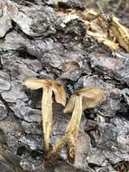 Image of veiled fairy cake