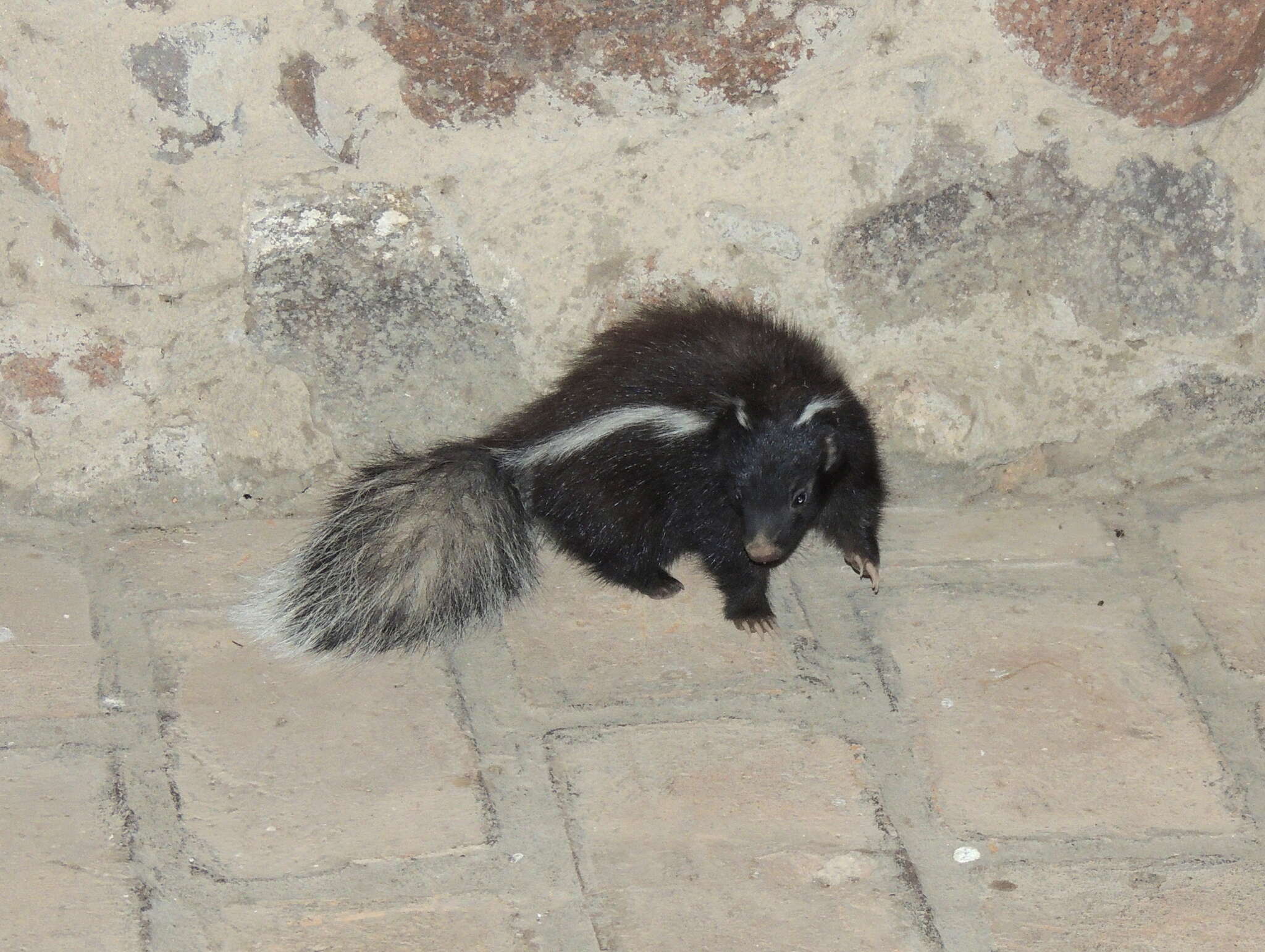 Image of Molina's Hog-nosed Skunk