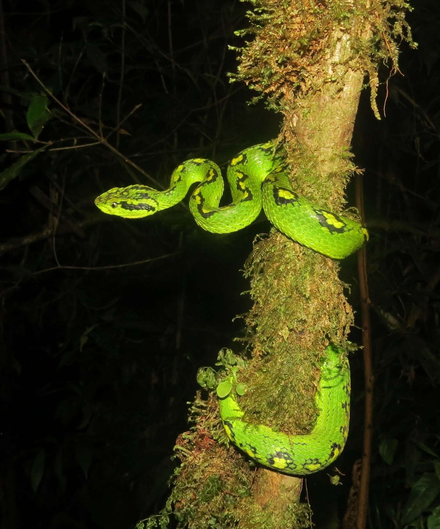 Image of Yellow-blotched Palm Pit Viper