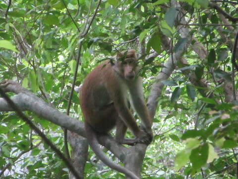 Image of Toque macaque