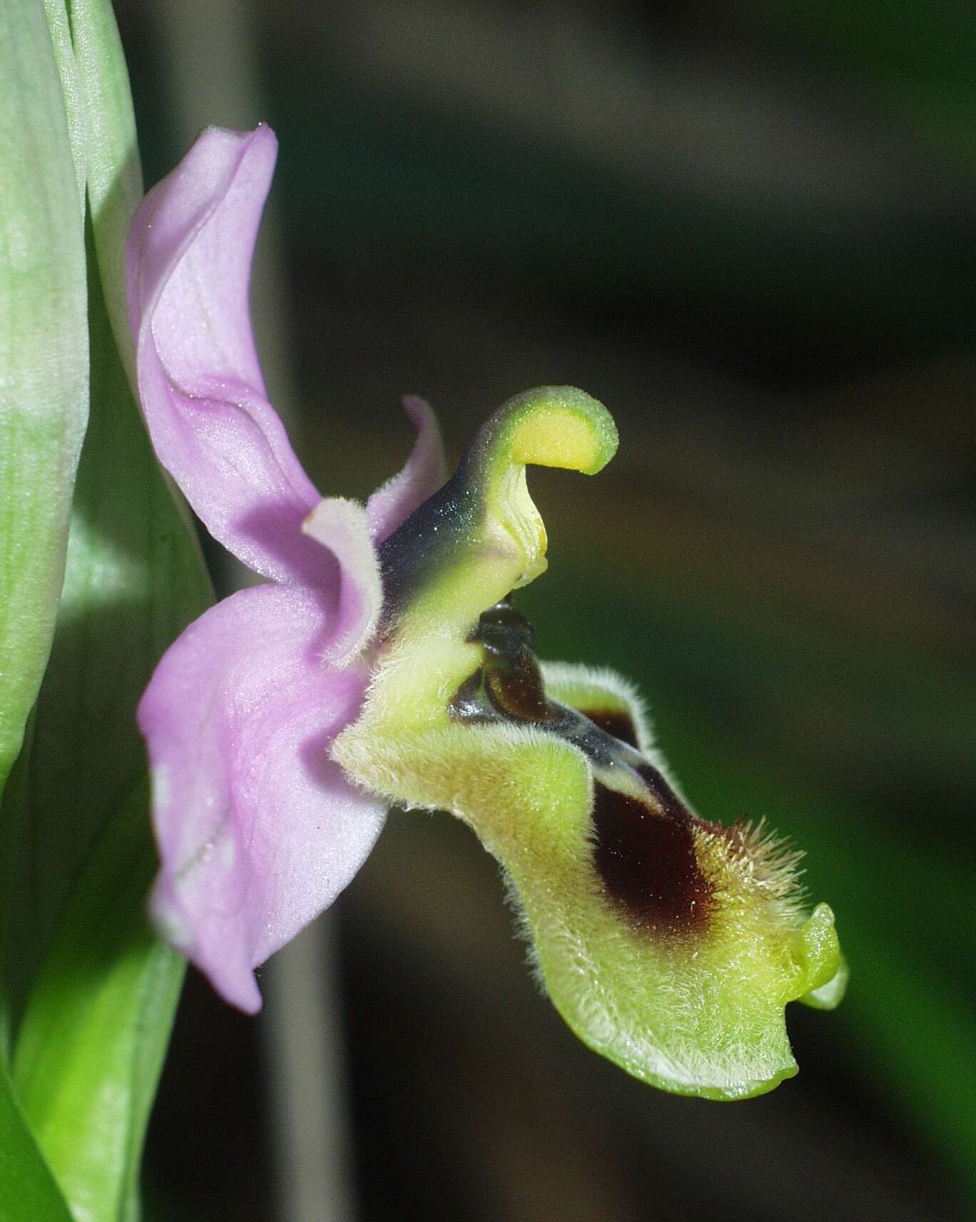 Image of Ophrys tenthredinifera subsp. ficalhoana (J. A. Guim.) M. R. Lowe & D. Tyteca