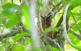 Image of Tawny-bellied Screech Owl