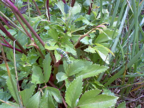 Ligusticum scoticum L. resmi